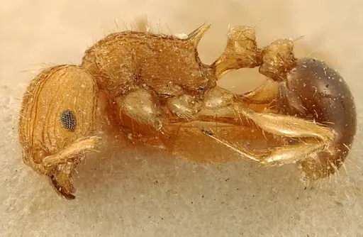 Tetramorium schoutedeni specimen ZFMKHYM20096177 image zfmkhym20096177_3