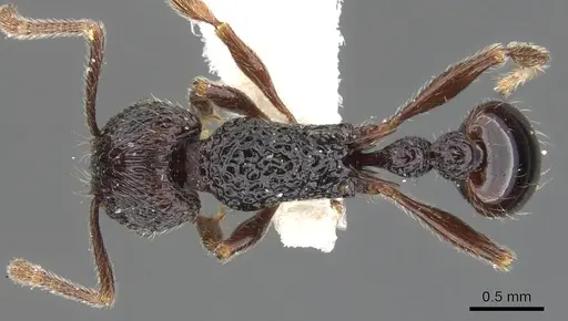 Tetramorium sculptatum specimen CASENT0901081 image casent0901081_1