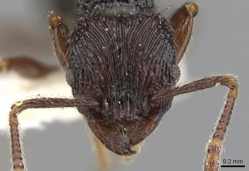 Tetramorium sculptatum specimen CASENT0901081 image casent0901081_2