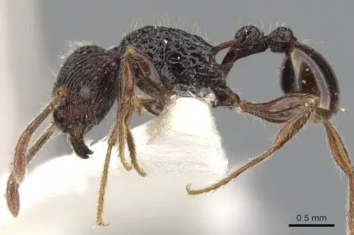 Tetramorium sculptatum specimen CASENT0901081 image casent0901081_3