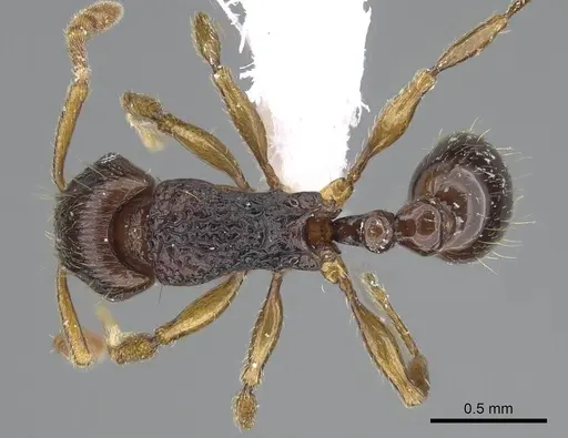 Tetramorium scutum specimen CASENT0189116 image casent0189116_1