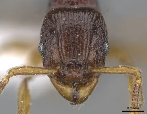 Tetramorium scutum specimen CASENT0189116 image casent0189116_2