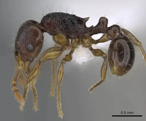 Tetramorium scutum specimen CASENT0189116 image casent0189116_3