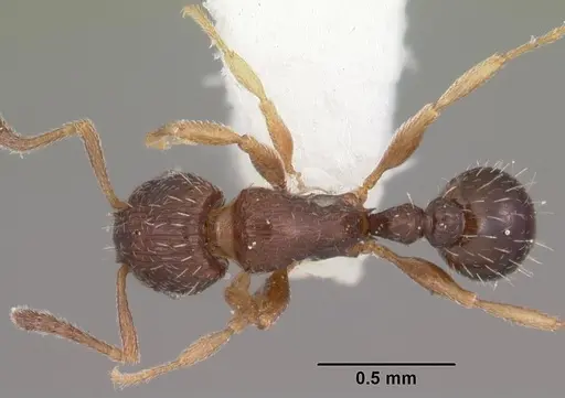 Tetramorium scytalum specimen CASENT0102336 image casent0102336_1