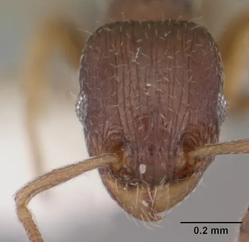 Tetramorium scytalum specimen CASENT0102336 image casent0102336_2