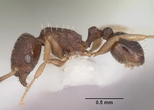 Tetramorium scytalum specimen CASENT0102336 image casent0102336_3