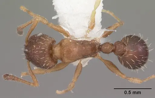 Tetramorium scytalum specimen CASENT0102337 image casent0102337_1
