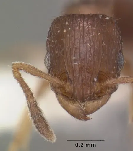 Tetramorium scytalum specimen CASENT0102337 image casent0102337_2