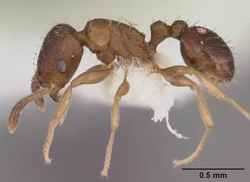Tetramorium scytalum specimen CASENT0102337 image casent0102337_3