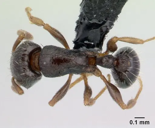 Tetramorium scytalum specimen CASENT0132848 image casent0132848_1