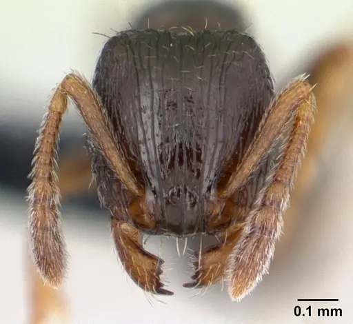 Tetramorium scytalum specimen CASENT0132848 image casent0132848_2