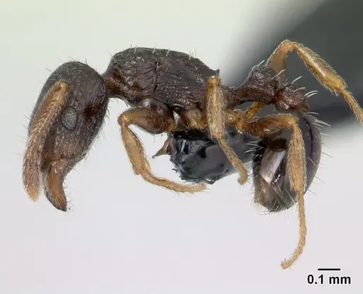 Tetramorium scytalum specimen CASENT0132848 image casent0132848_3