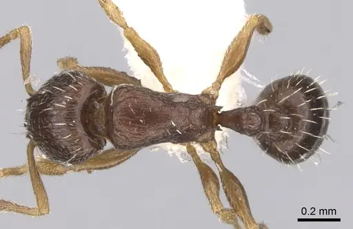 Tetramorium scytalum specimen CASENT0906145 image casent0906145_1