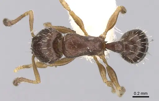 Tetramorium scytalum specimen CASENT0906145 image casent0906145_2