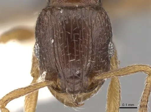 Tetramorium scytalum specimen CASENT0906145 image casent0906145_3