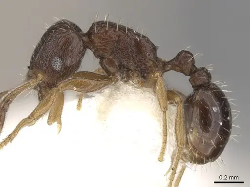 Tetramorium scytalum specimen CASENT0906145 image casent0906145_4