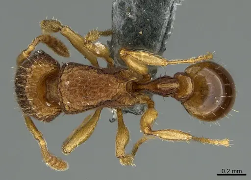 Tetramorium securis specimen CASENT0286799 image casent0286799_1