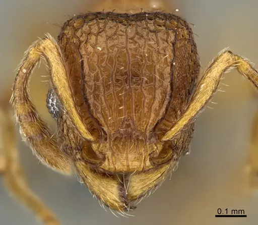 Tetramorium securis specimen CASENT0286799 image casent0286799_2