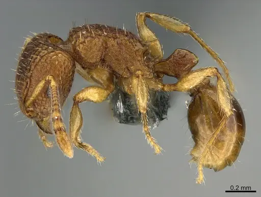Tetramorium securis specimen CASENT0286799 image casent0286799_3