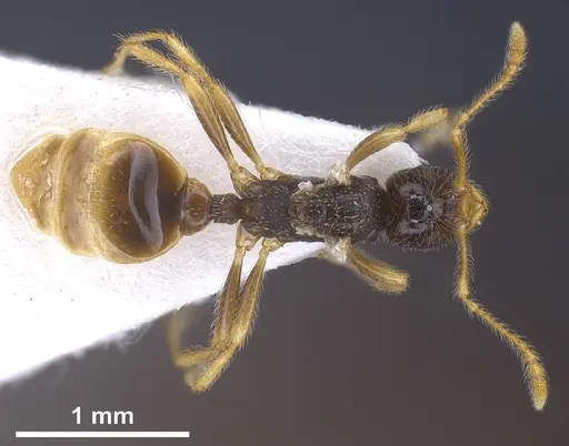 Tetramorium seiferti specimen ANTWEB1041295 image antweb1041295_1