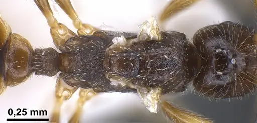 Tetramorium seiferti specimen ANTWEB1041295 image antweb1041295_2