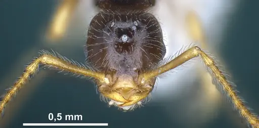 Tetramorium seiferti specimen ANTWEB1041295 image antweb1041295_3