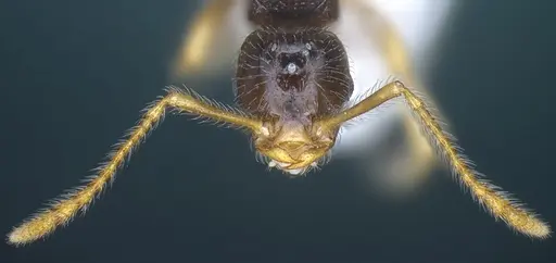 Tetramorium seiferti specimen ANTWEB1041295 image antweb1041295_4