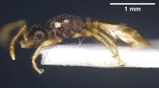 Tetramorium seiferti specimen ANTWEB1041295 image antweb1041295_5