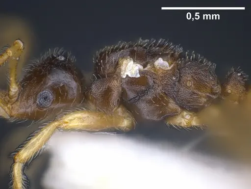 Tetramorium seiferti specimen ANTWEB1041295 image antweb1041295_6