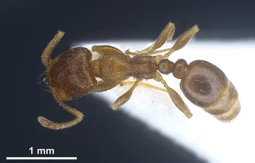 Tetramorium semilaeve specimen ANTWEB1041301 image antweb1041301_1