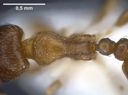 Tetramorium semilaeve specimen ANTWEB1041301 image antweb1041301_2