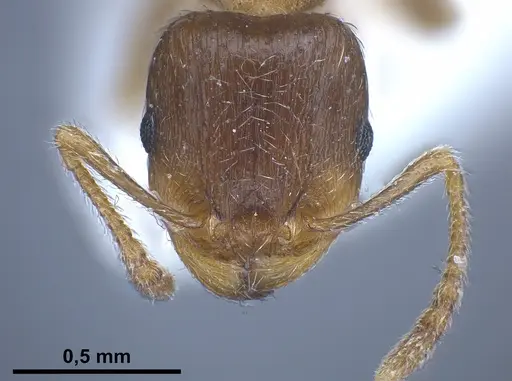 Tetramorium semilaeve specimen ANTWEB1041301 image antweb1041301_3