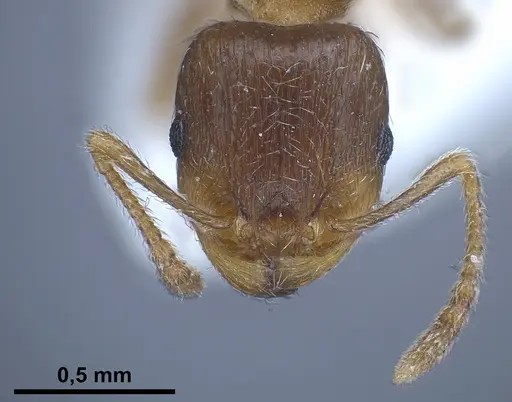 Tetramorium semilaeve specimen ANTWEB1041301 image antweb1041301_4