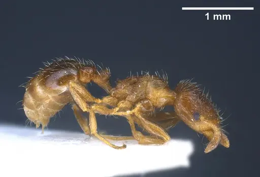 Tetramorium semilaeve specimen ANTWEB1041301 image antweb1041301_5