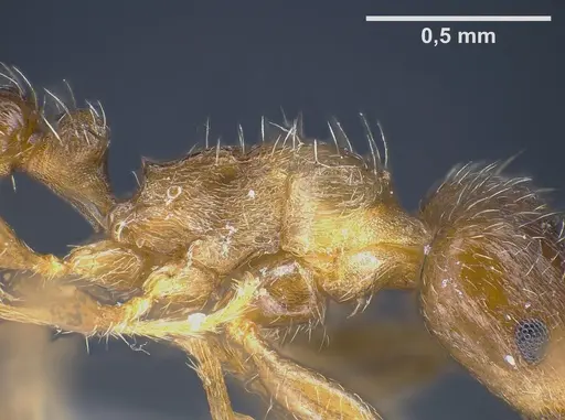 Tetramorium semilaeve specimen ANTWEB1041301 image antweb1041301_6