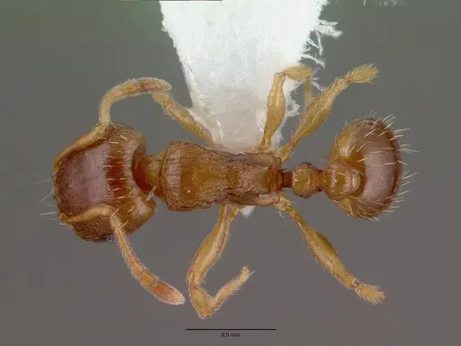 Tetramorium semilaeve specimen CASENT0008637 image casent0008637_1