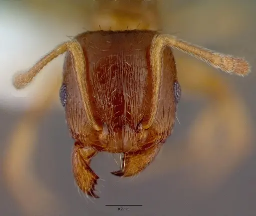 Tetramorium semilaeve specimen CASENT0008637 image casent0008637_2
