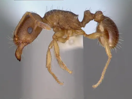 Tetramorium semilaeve specimen CASENT0008637 image casent0008637_3