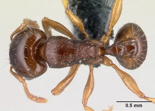 Tetramorium semilaeve specimen CASENT0179597 image casent0179597_1