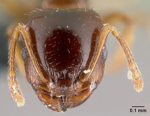 Tetramorium semilaeve specimen CASENT0179597 image casent0179597_2
