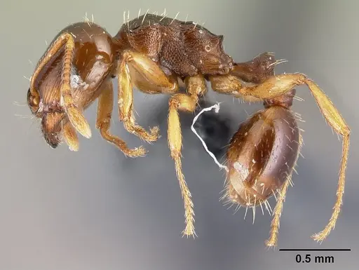 Tetramorium semilaeve specimen CASENT0179597 image casent0179597_3