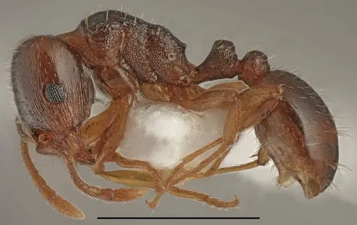 Tetramorium semilaeve specimen CASENT0763869 image casent0763869_1