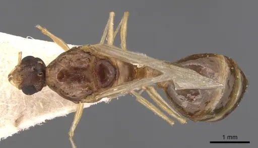Tetramorium semilaeve specimen CASENT0904813 image casent0904813_1