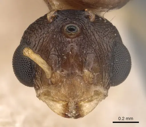 Tetramorium semilaeve specimen CASENT0904813 image casent0904813_2