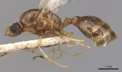 Tetramorium semilaeve specimen CASENT0904813 image casent0904813_3
