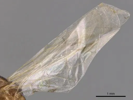 Tetramorium semilaeve specimen CASENT0904813 image casent0904813_4