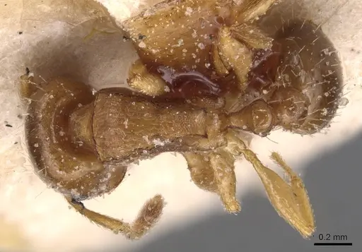 Tetramorium semilaeve specimen CASENT0904819 image casent0904819_1