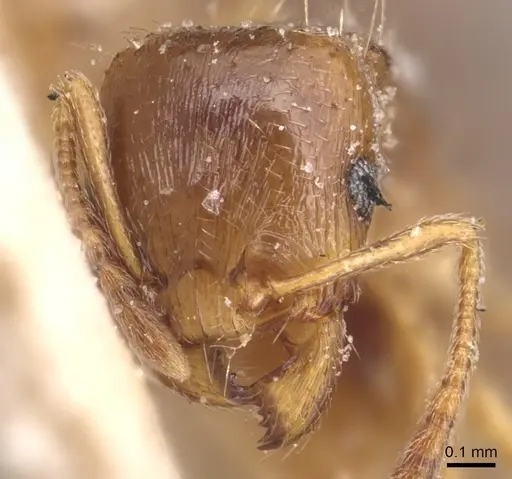 Tetramorium semilaeve specimen CASENT0904819 image casent0904819_2