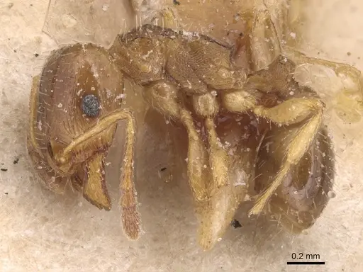 Tetramorium semilaeve specimen CASENT0904819 image casent0904819_3