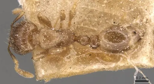 Tetramorium semilaeve specimen CASENT0904821 image casent0904821_1